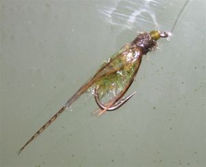 An under water shot of Davy's SLF Caddis Emerger (Insect Green, shown) Tied By Davy